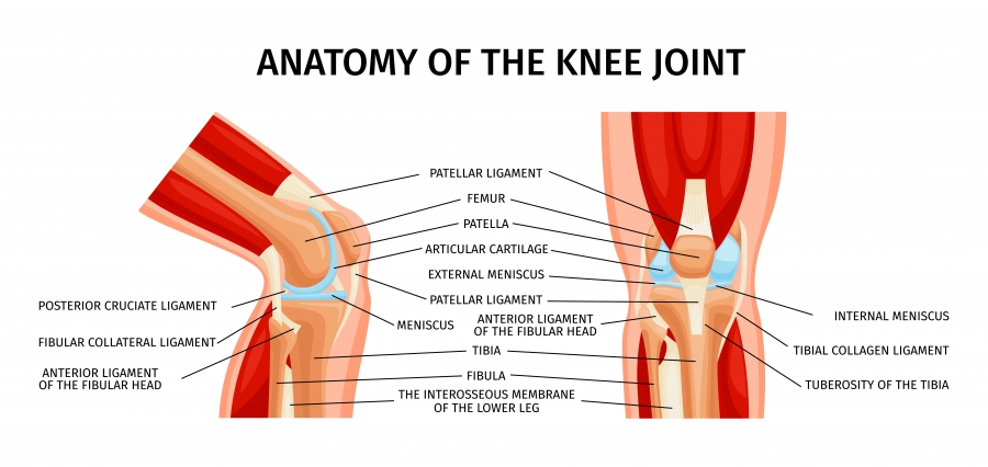 Anatomija kolenskega sklepa